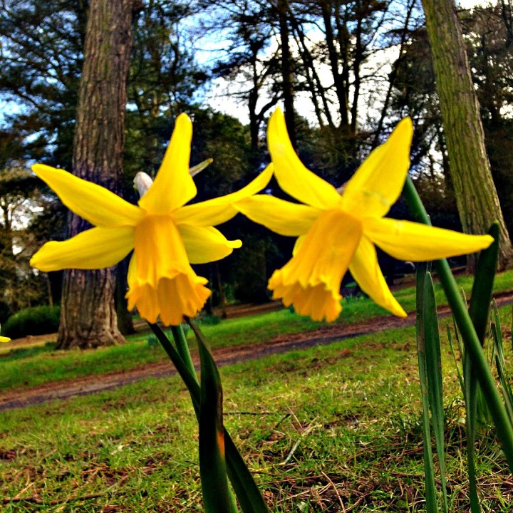 Daffodils 2