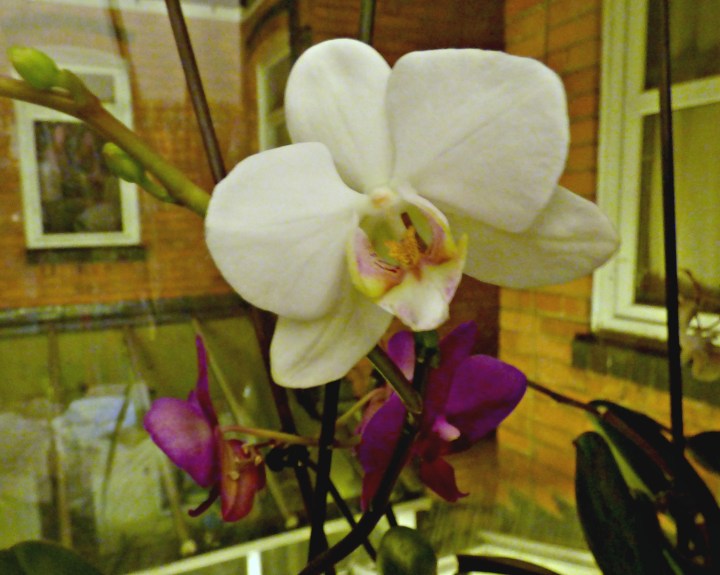 orchid-1