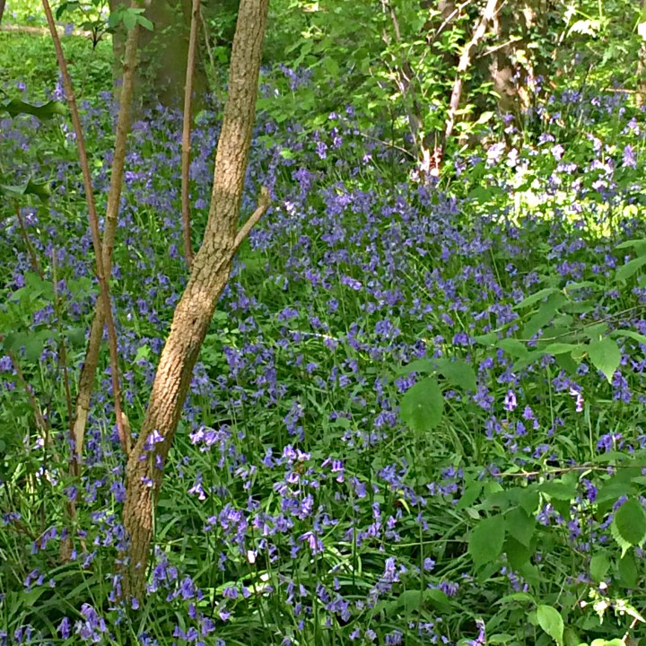 Bluebells 10